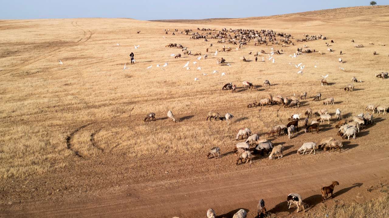 Herd of sheep and goats graze in a harvested wheat field near Lachish