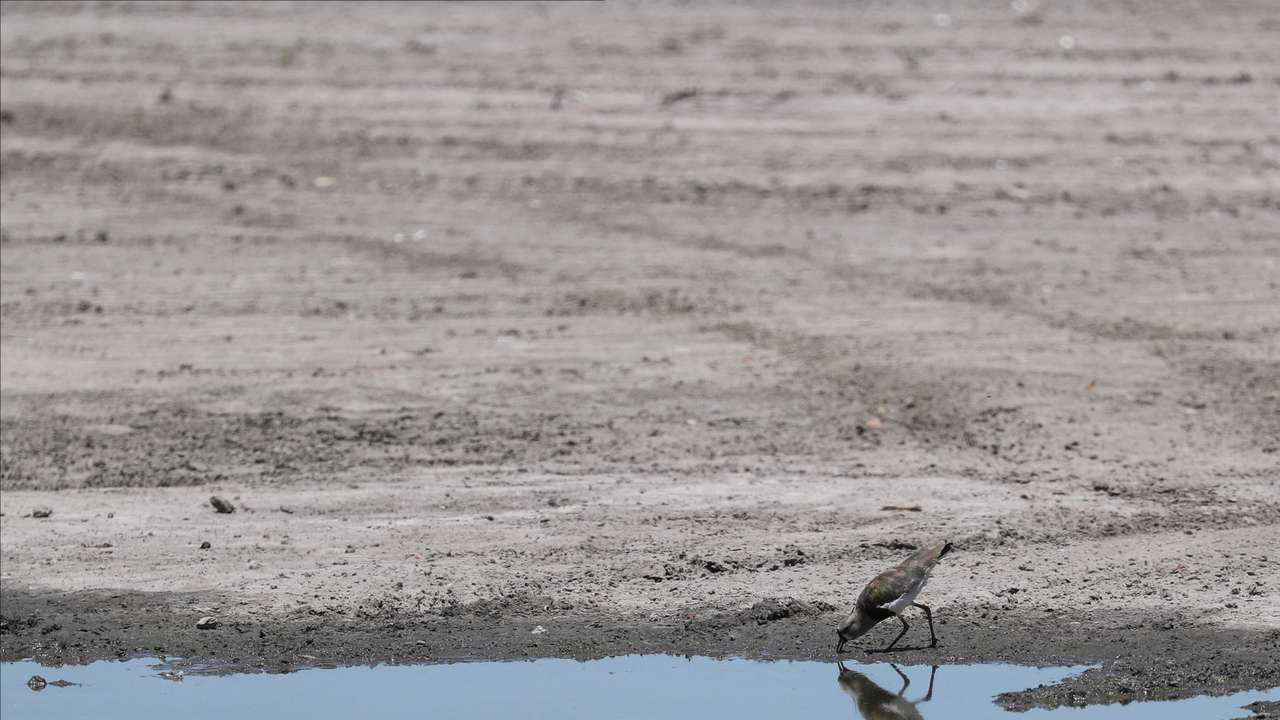 FILE PHOTO: Arid wheat fields and dead cows: a snapshot of Argentina's worst drought in decades
