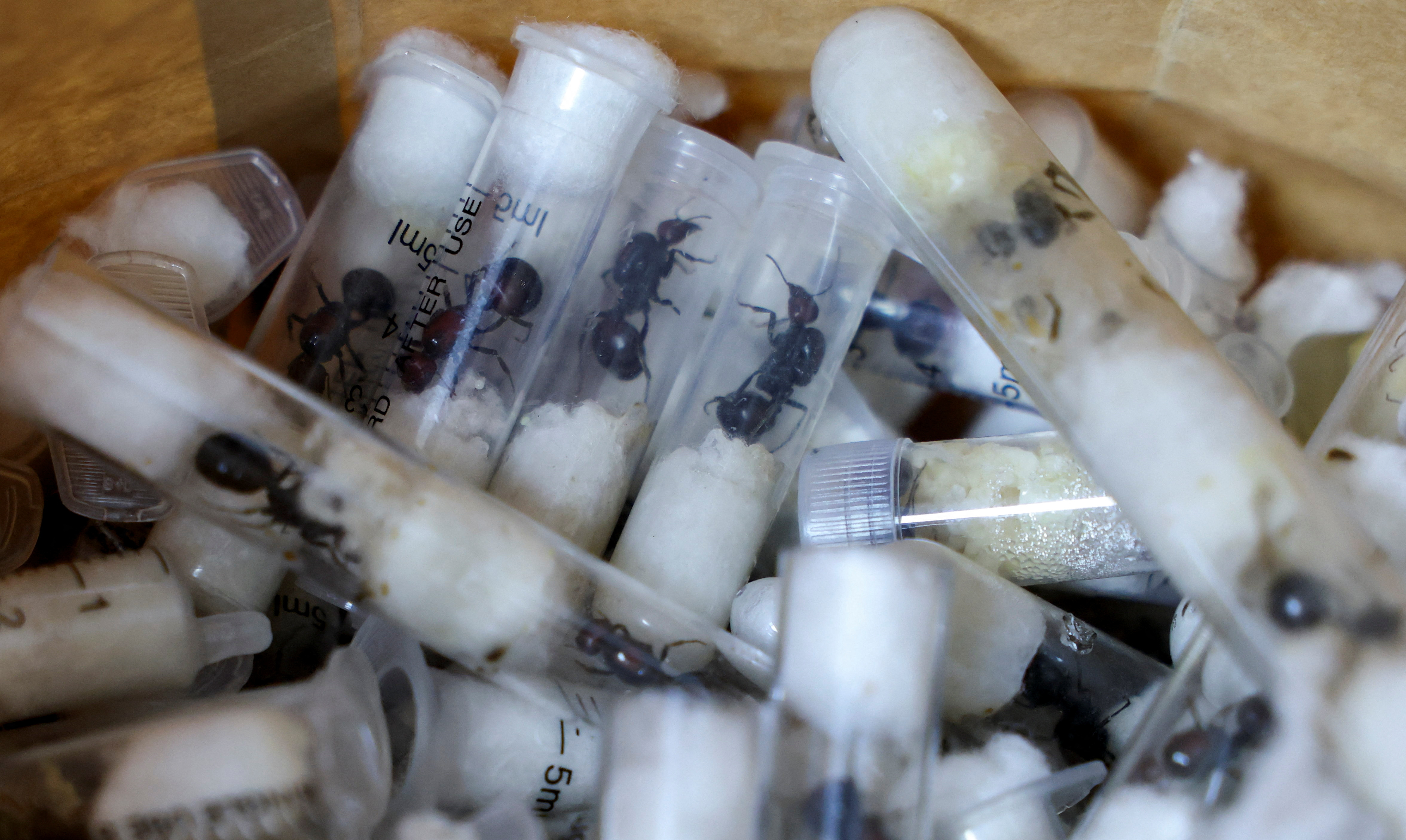Samples of garden ants concealed in syringes are presented to court as two Belgian nationals, a Vietnamese and a Kenyan national appeared for the hearing of their case, in Nairobi