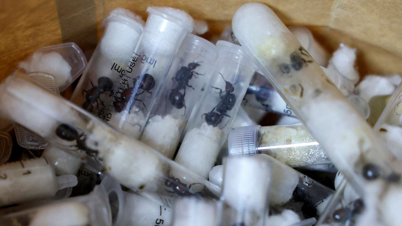 Samples of garden ants concealed in syringes are presented to court as two Belgian nationals, a Vietnamese and a Kenyan national appeared for the hearing of their case, in Nairobi