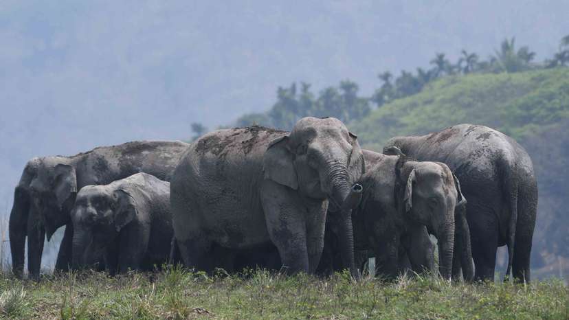 India Wildlife