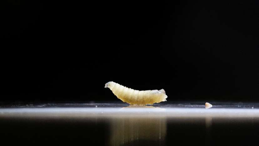 Mexican government and livestock farmers struggle to control the outbreak of the screwworm
