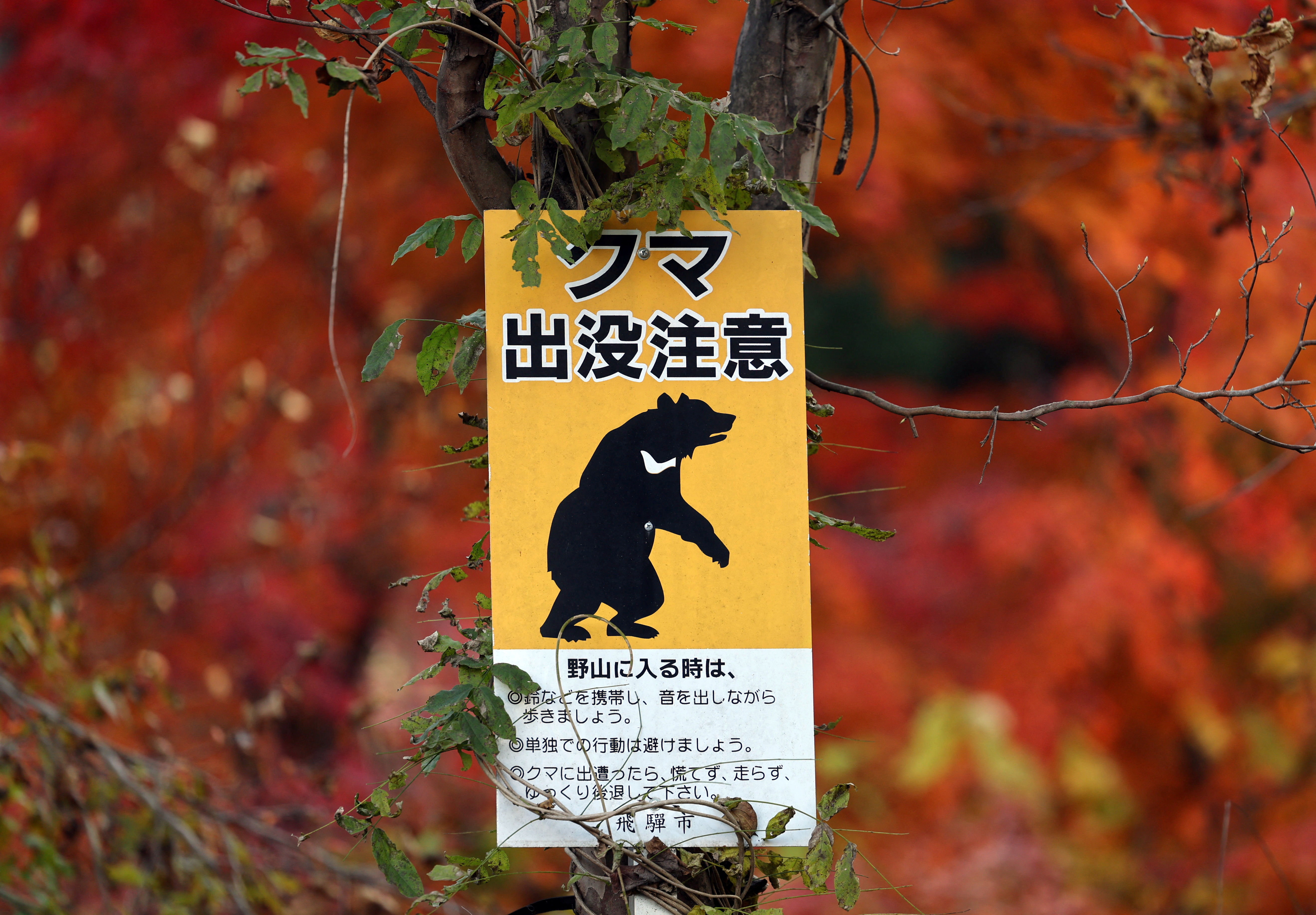 A bear warning sign is displayed with autumn-colored leaves in the background at the head of a walking trail near the orchard, in Hida