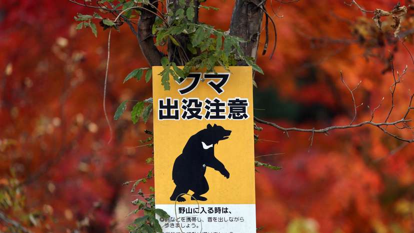 A bear warning sign is displayed with autumn-colored leaves in the background at the head of a walking trail near the orchard, in Hida