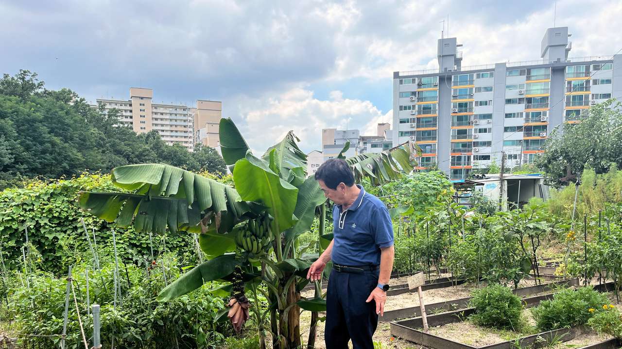 South Korean farmer harvest bananas for the first time in Seoul amid temperature rise