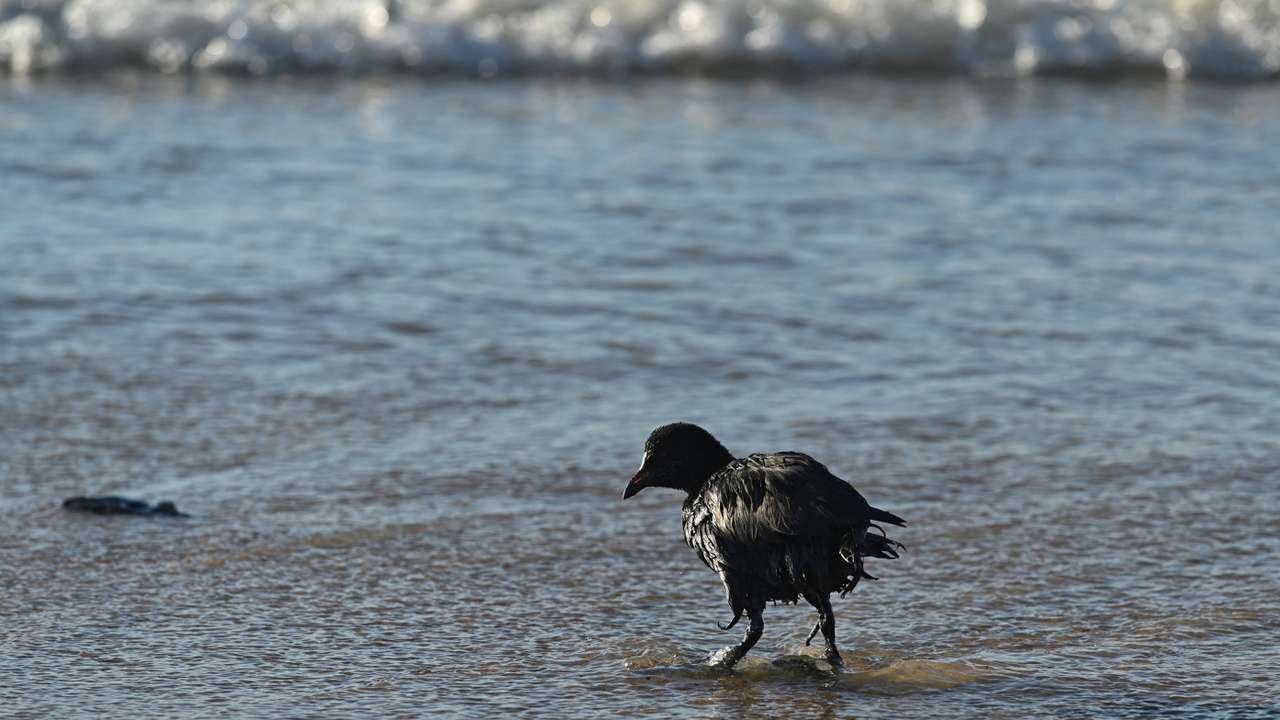 A bird covered in oil walks along a beach after an oil spill in the Black Sea, in Vityazevo