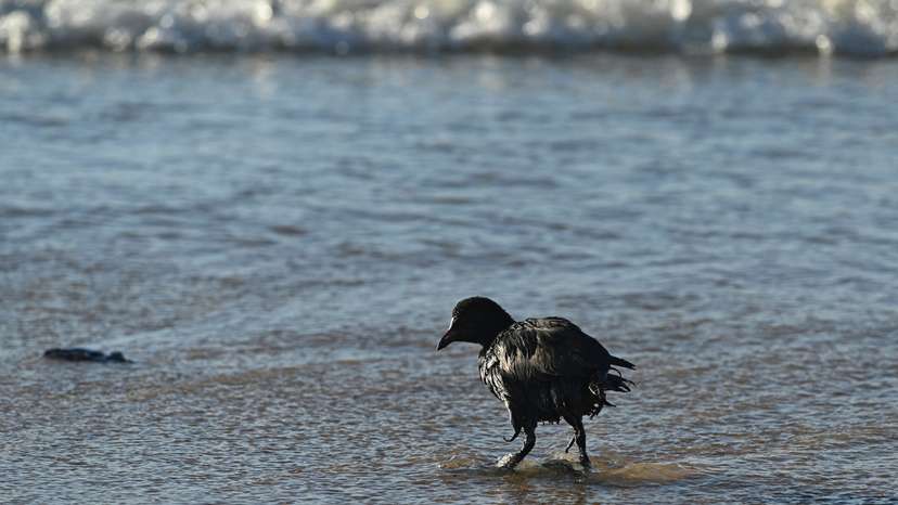 A bird covered in oil walks along a beach after an oil spill in the Black Sea, in Vityazevo
