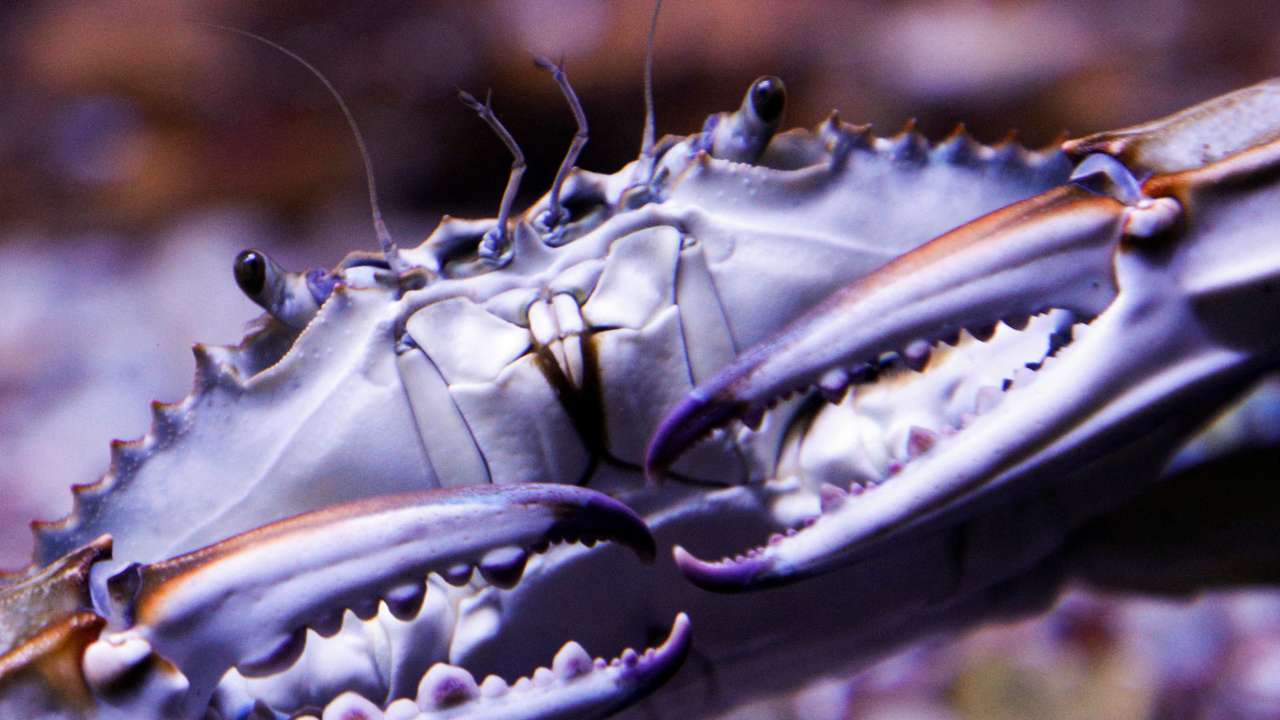 Invasive species in Montenegro