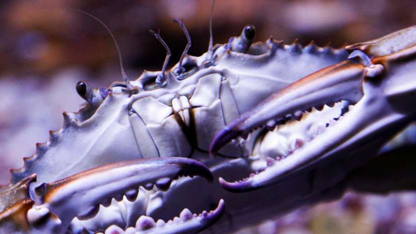 Invasive species in Montenegro