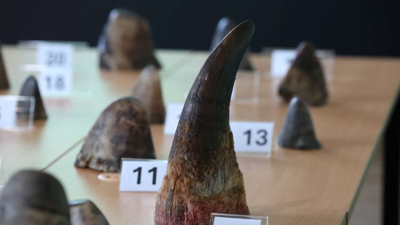 NParks displays rhinoceros horns in the largest seizure of rhinoceros horns to date in Singapore