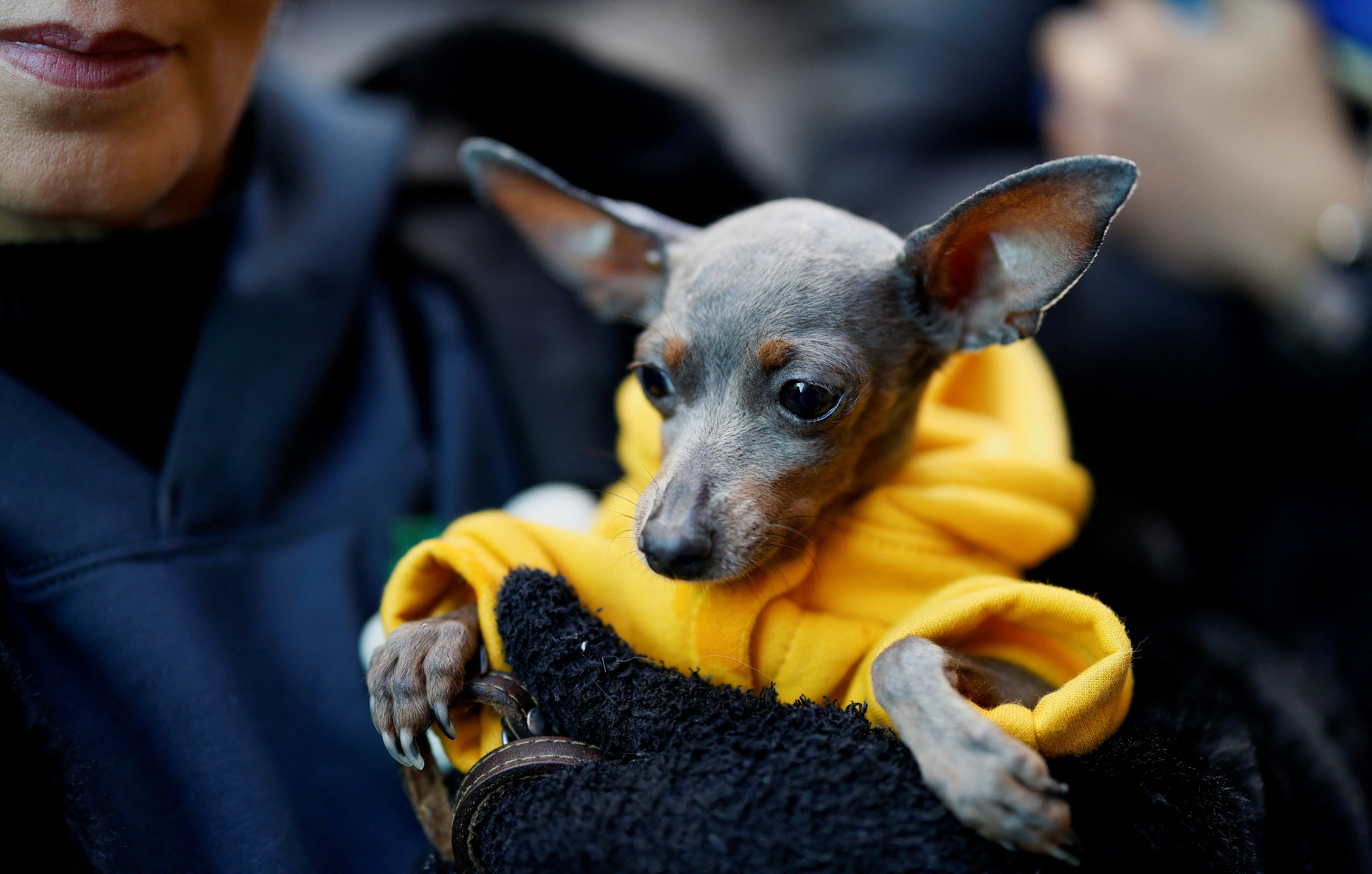 Pets get blessings in Madrid church on feast day of Saint Anthony
