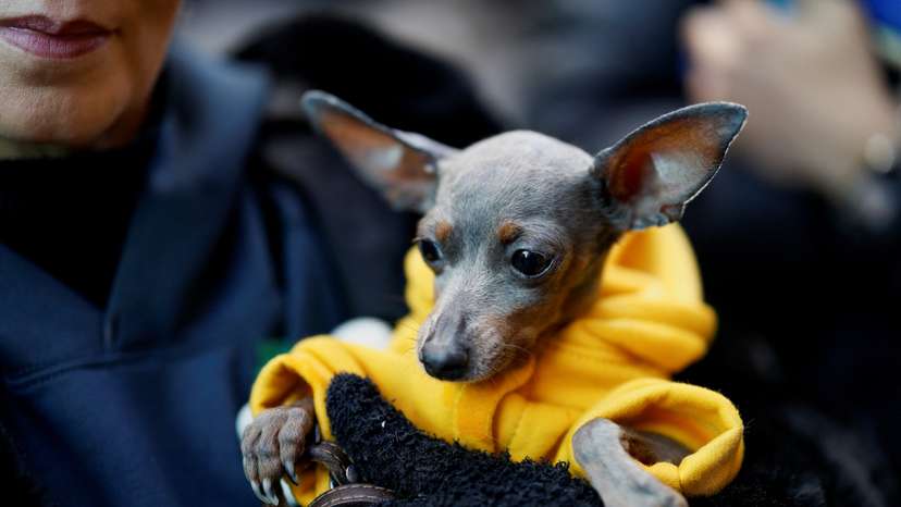 Pets get blessings in Madrid church on feast day of Saint Anthony