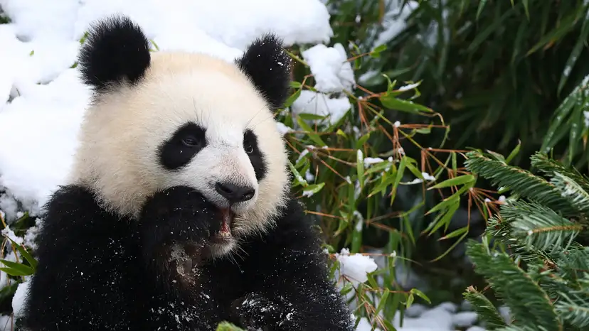 Indonesia welcomes first giant panda cub