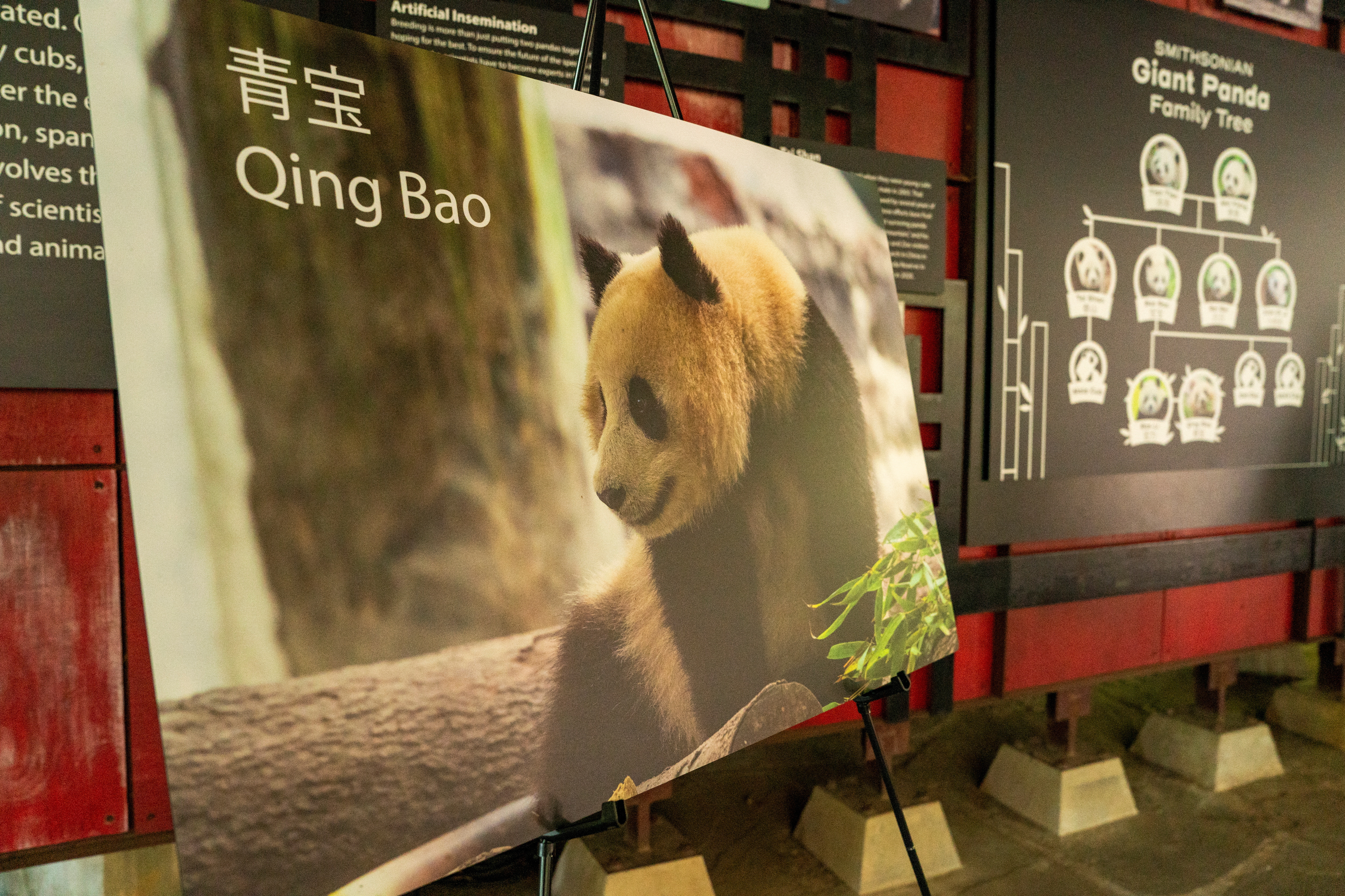 China's ambassador to the US Xie Feng says China will send two pandas to the US.