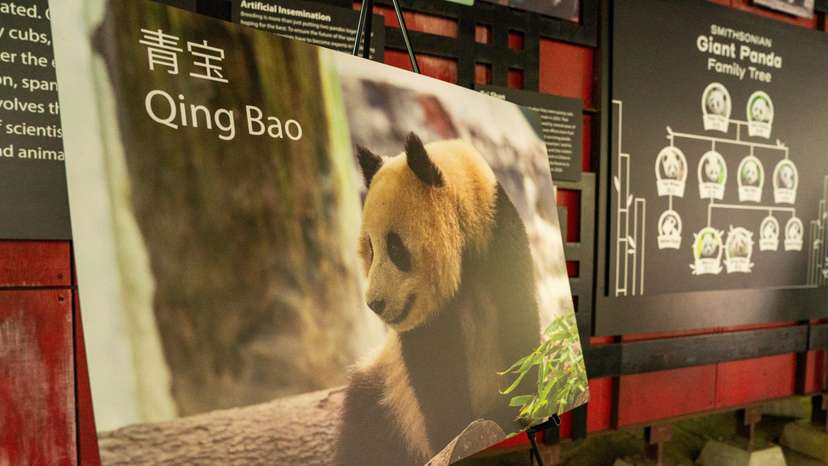 China's ambassador to the US Xie Feng says China will send two pandas to the US.