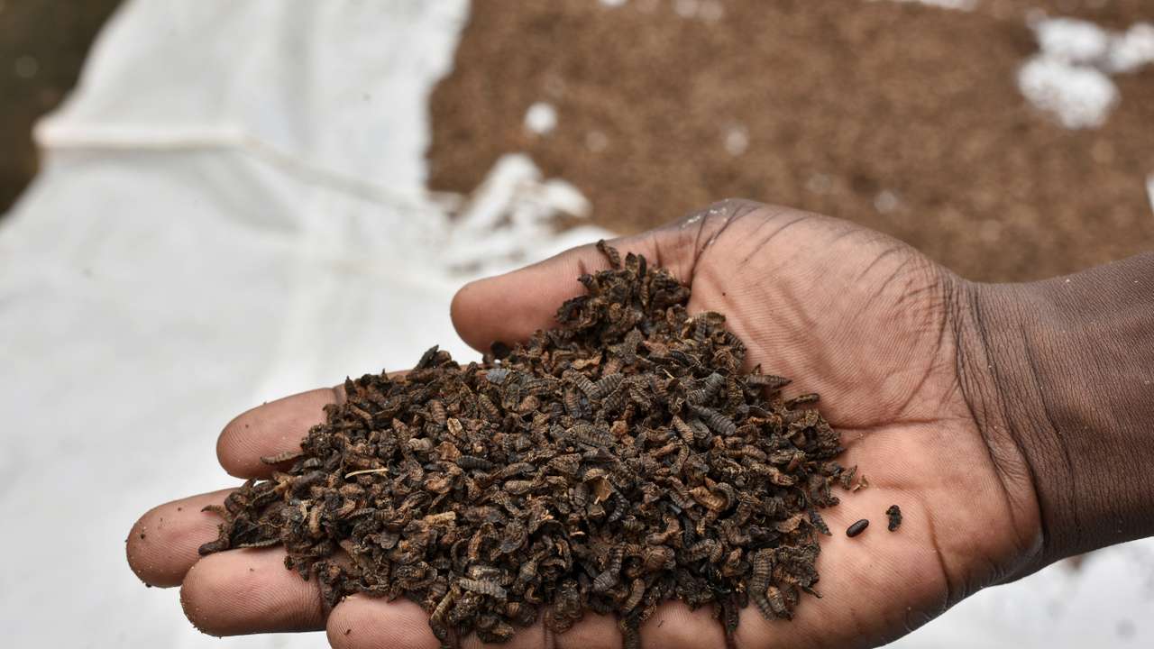 FILE PHOTO: Jules Amour Mahinou, an agronomist, shows a palmful of black soldier fly larvae, intended for animal feed, that is left to dry after harvest, at Elevar Group's production unit in Ouidah
