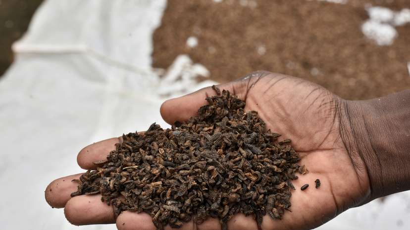 FILE PHOTO: Jules Amour Mahinou, an agronomist, shows a palmful of black soldier fly larvae, intended for animal feed, that is left to dry after harvest, at Elevar Group's production unit in Ouidah