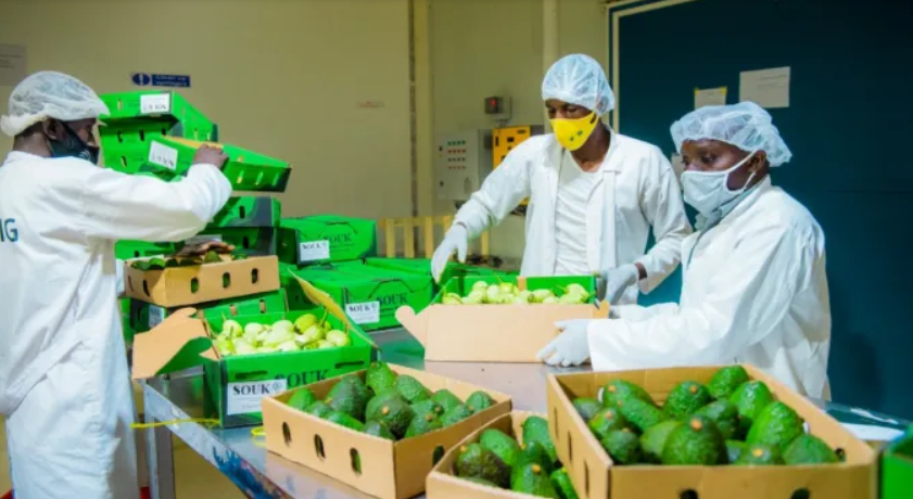 Zimbabwe avocado producers