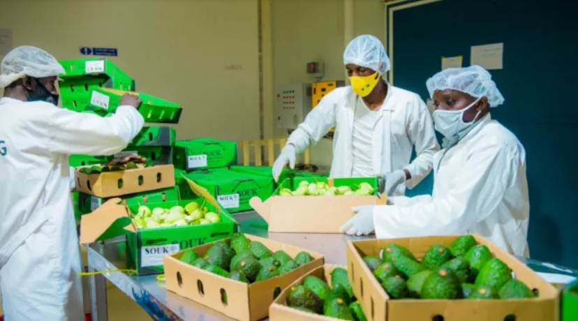 Zimbabwe avocado producers