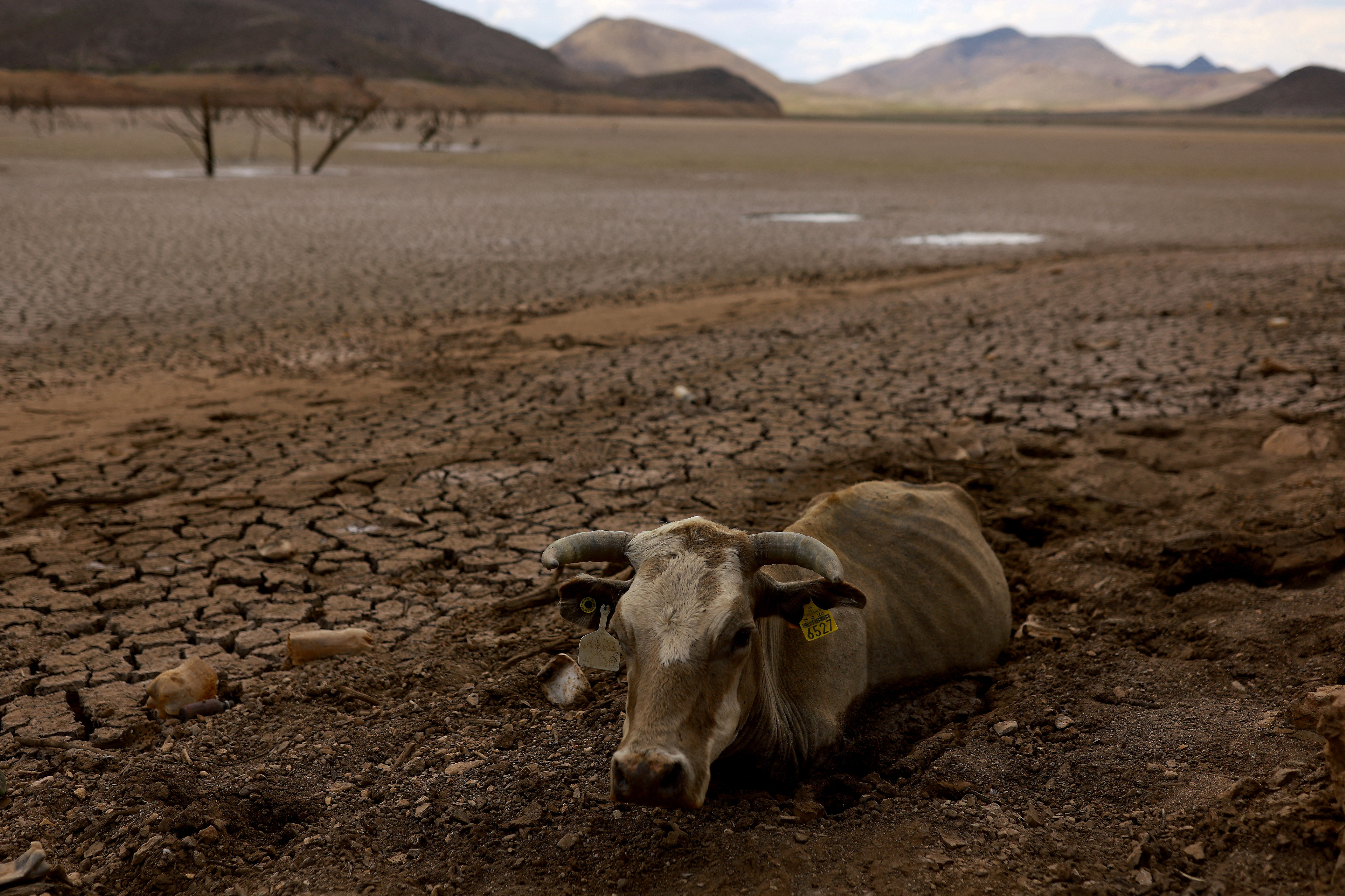 Animals affected due to a severe drought, in Buenaventura, state of Chihuahua