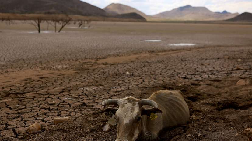 Animals affected due to a severe drought, in Buenaventura, state of Chihuahua