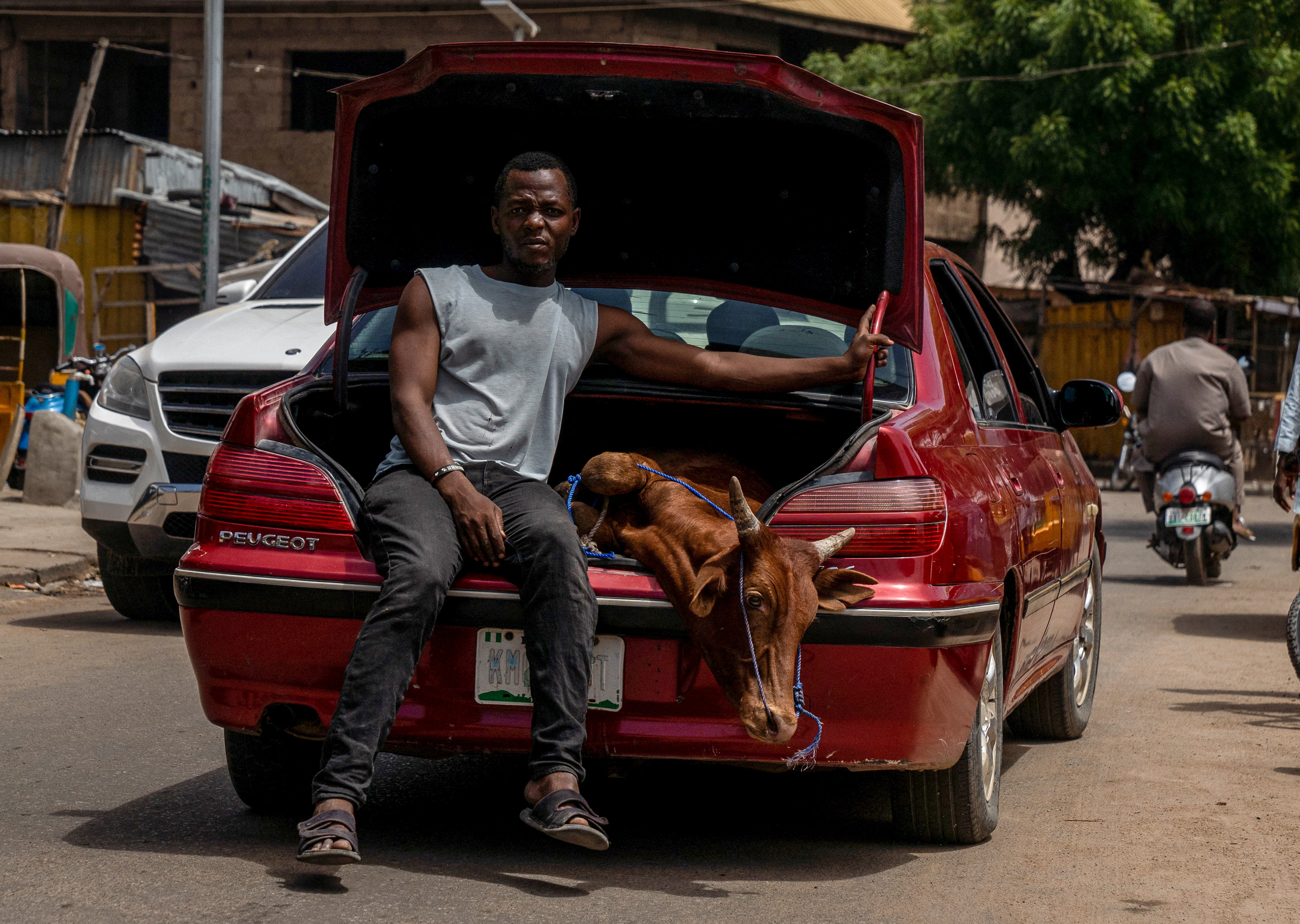 A man sits in the boot of a vehicle with a cow he bought ahead of Eidal-Adha in Kano