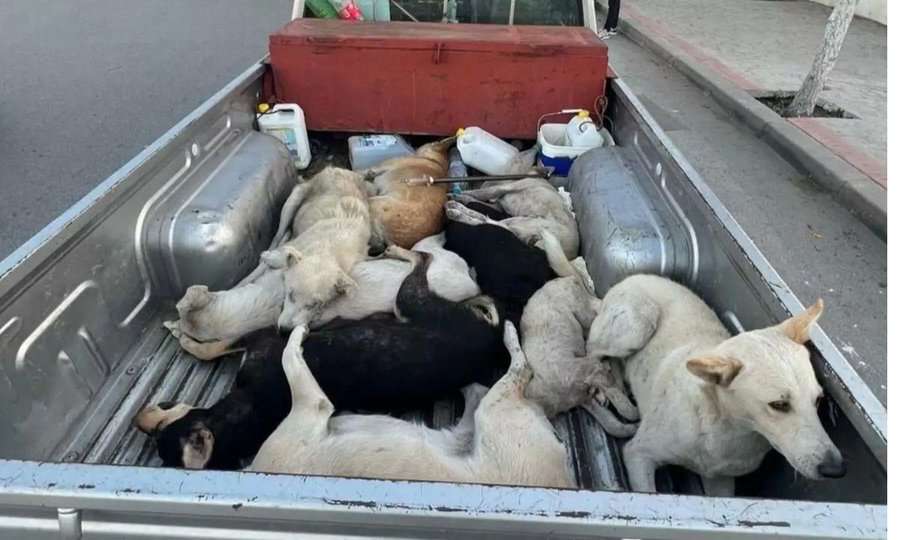 Morocco dogs stray kill