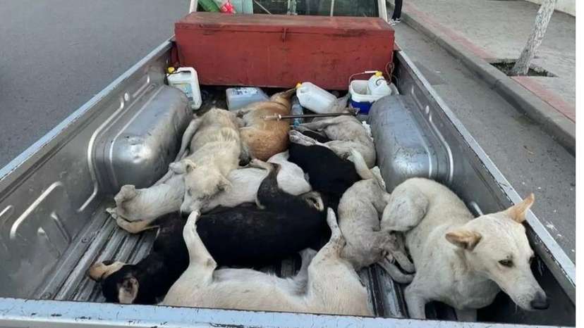 Morocco dogs stray kill