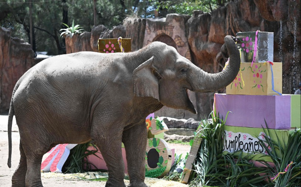 Trompita the elephant enjoys a piece of birthday cake made of vegetables and fruit during her 64th birthday celebration at the Aurora Zoo in Guatemala City