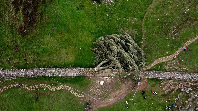 General view of the felled Sycamore Gap in Northumberland National Park