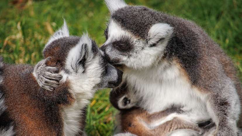 Loved up lemurs! Adorable baby born at Woburn Safari Park