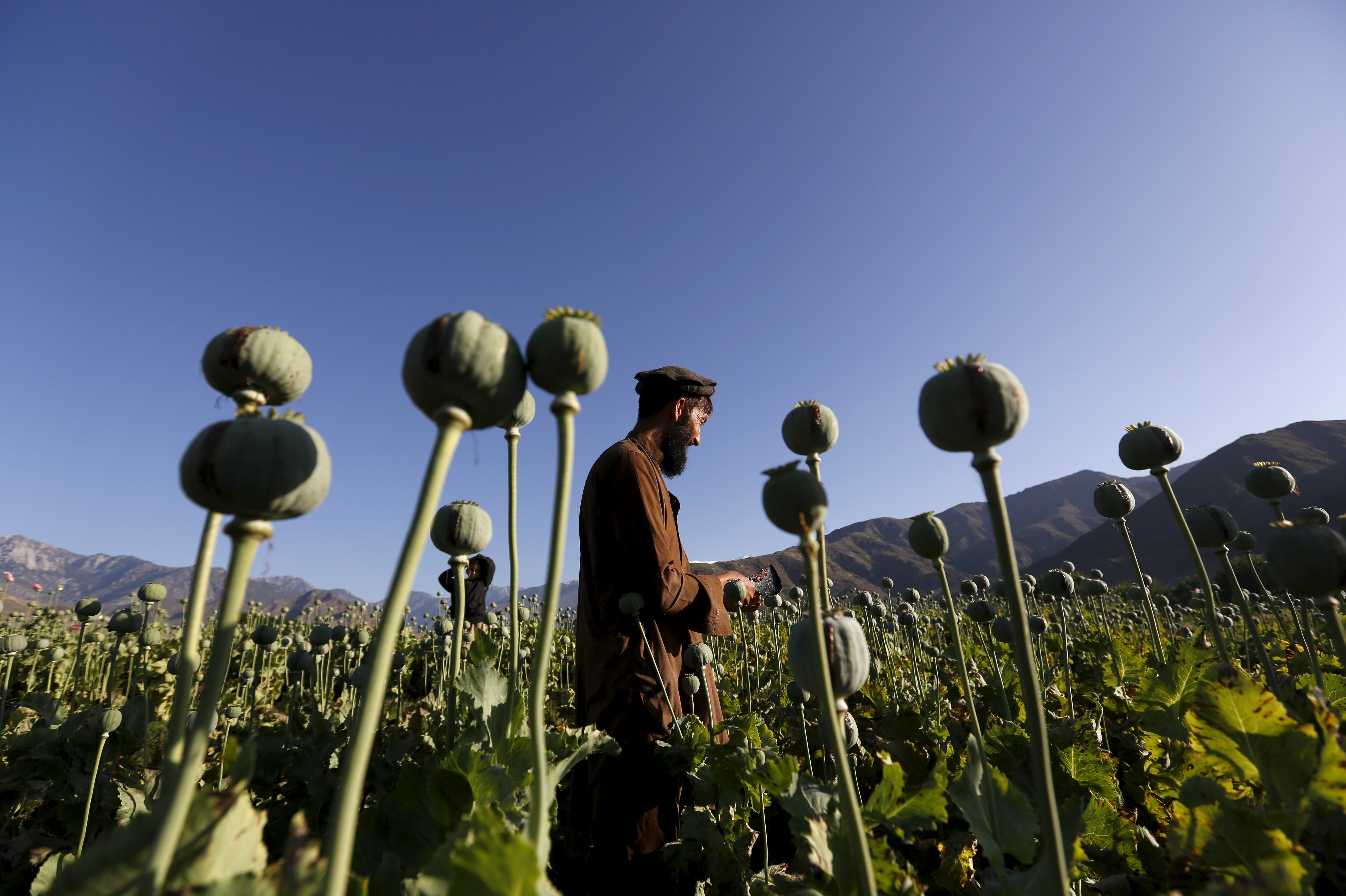 An Afghan man works on a poppy field in Nangarhar province, Afghanistan
