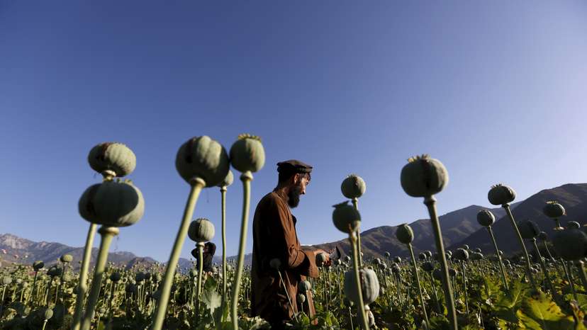 An Afghan man works on a poppy field in Nangarhar province, Afghanistan
