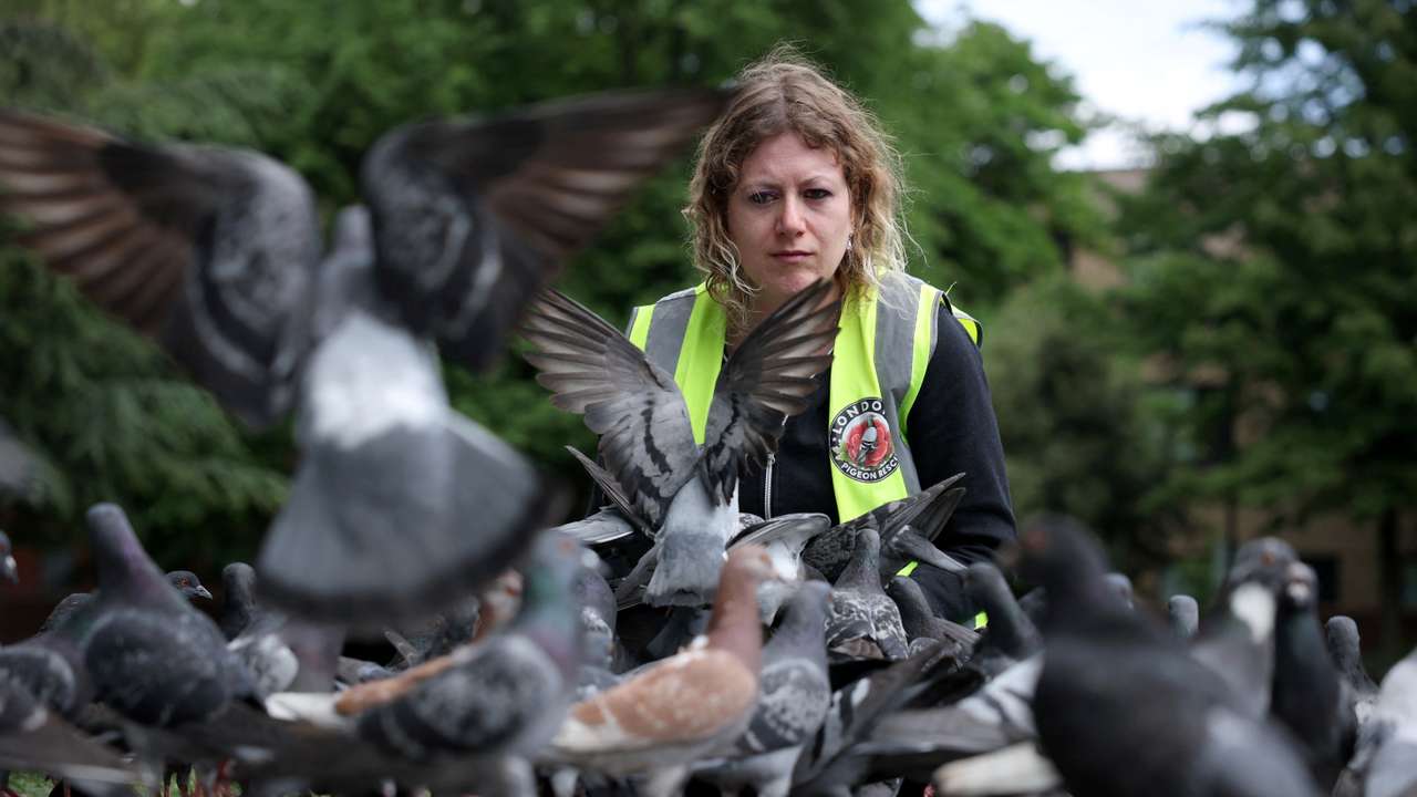 Jennie Brennan, a volunteer with London Pigeon Rescue, looks for injured pigeons in a flock during checks of birds in a park in the Hackney area of London