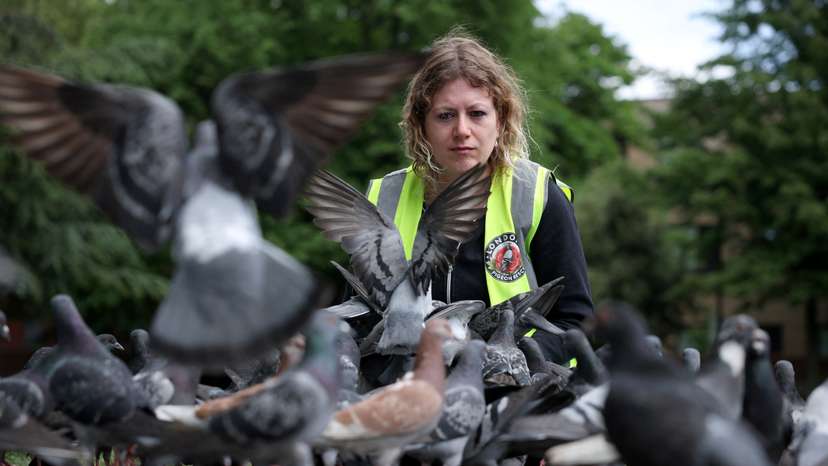 Jennie Brennan, a volunteer with London Pigeon Rescue, looks for injured pigeons in a flock during checks of birds in a park in the Hackney area of London