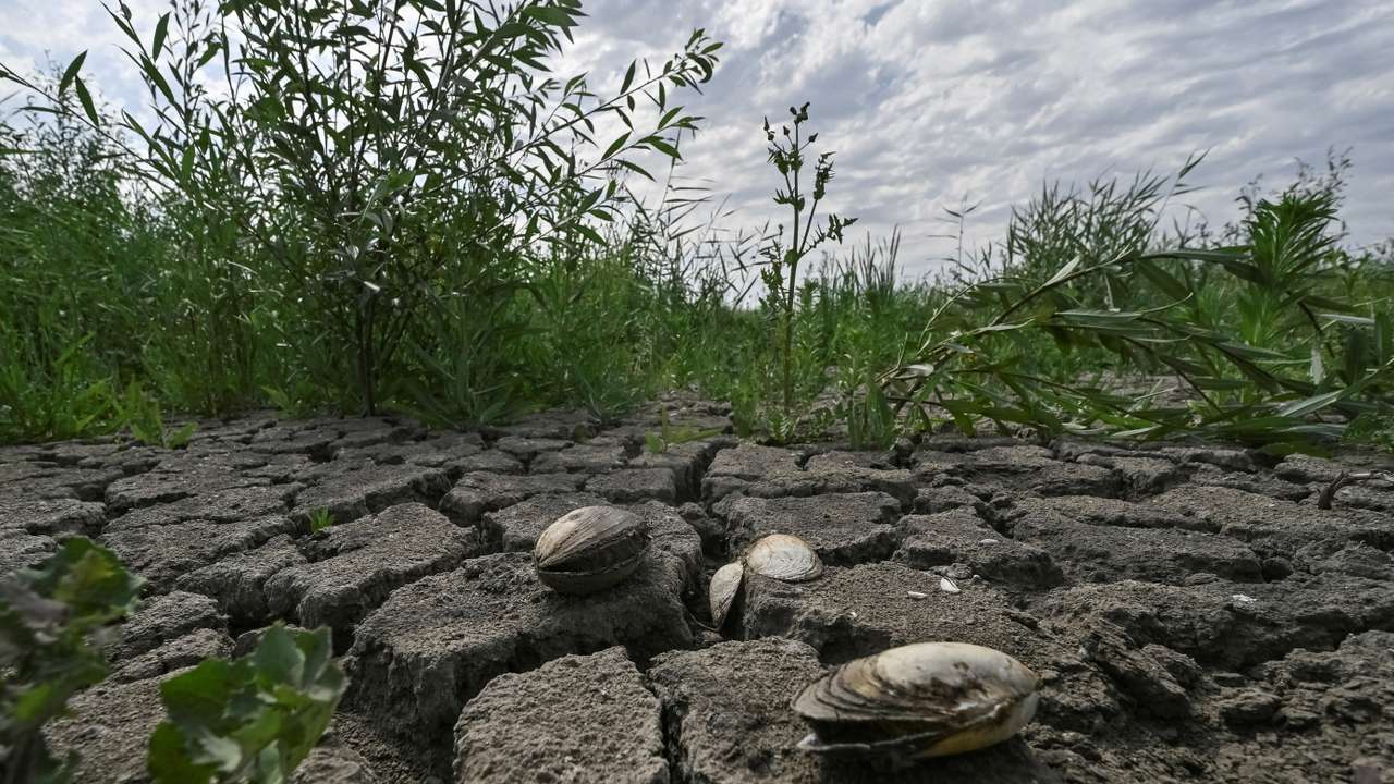 FILE PHOTO: A view shows the dried-up Dnipro river bed which is overgrown with greenery in the village of Malokaterynivka, Zaporizhzhia region
