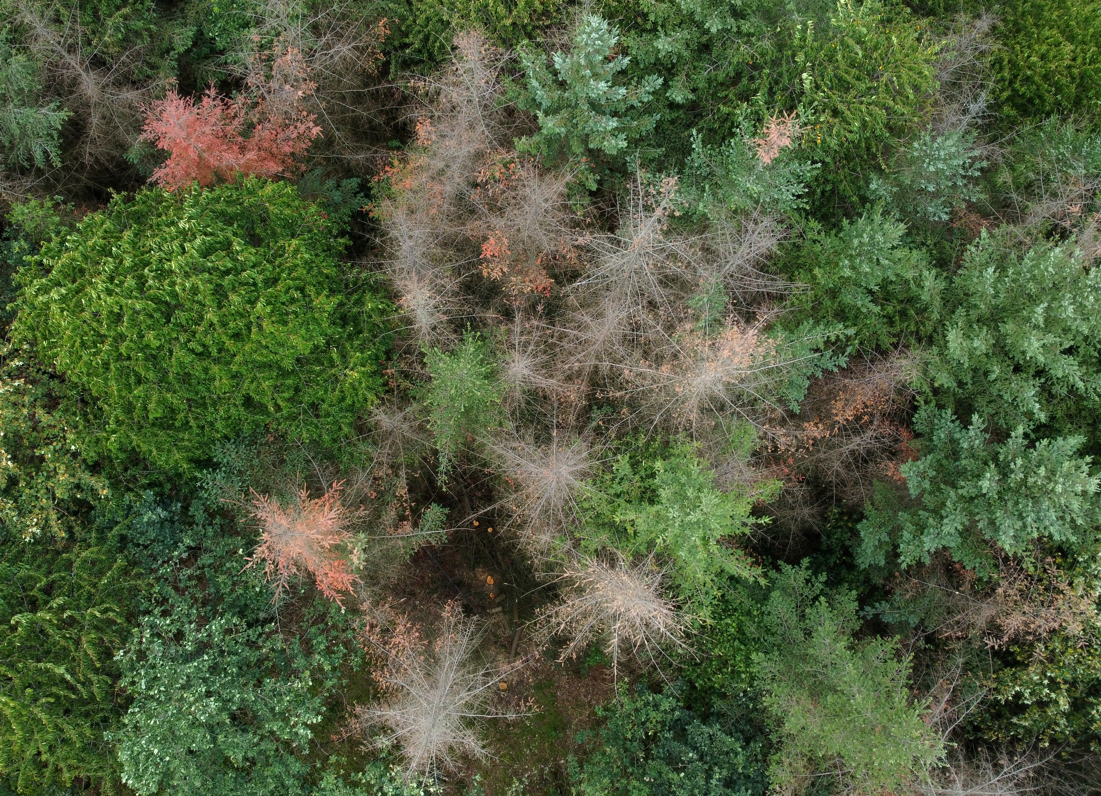 FILE PHOTO: Drought jeopardizes reforestation in Germany