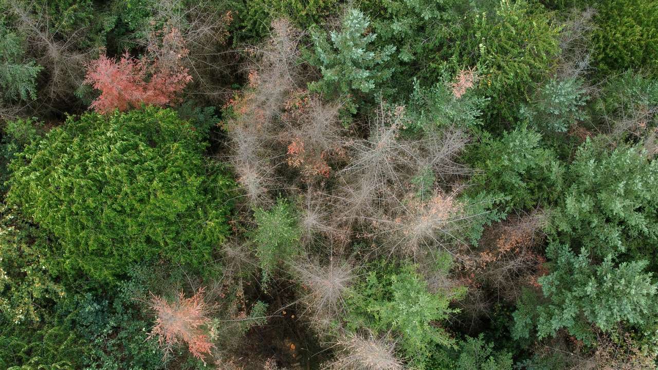 FILE PHOTO: Drought jeopardizes reforestation in Germany