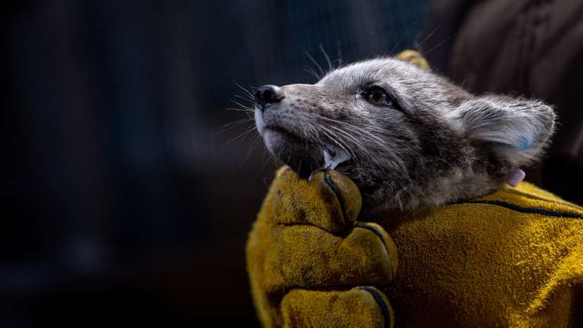 The Wider Image: Norway gives Arctic foxes a helping hand amid climate woes