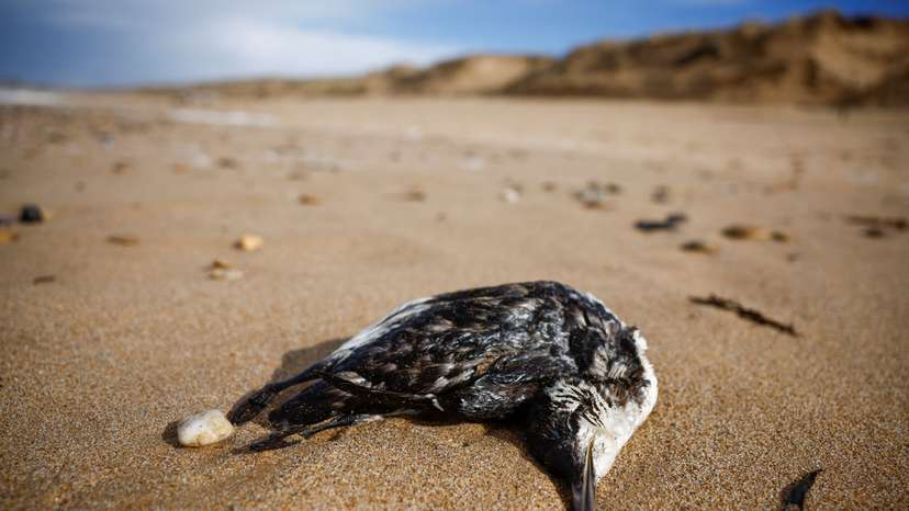 A dead Guillemot seabird lies on the beach in Bretignolles-sur-Mer