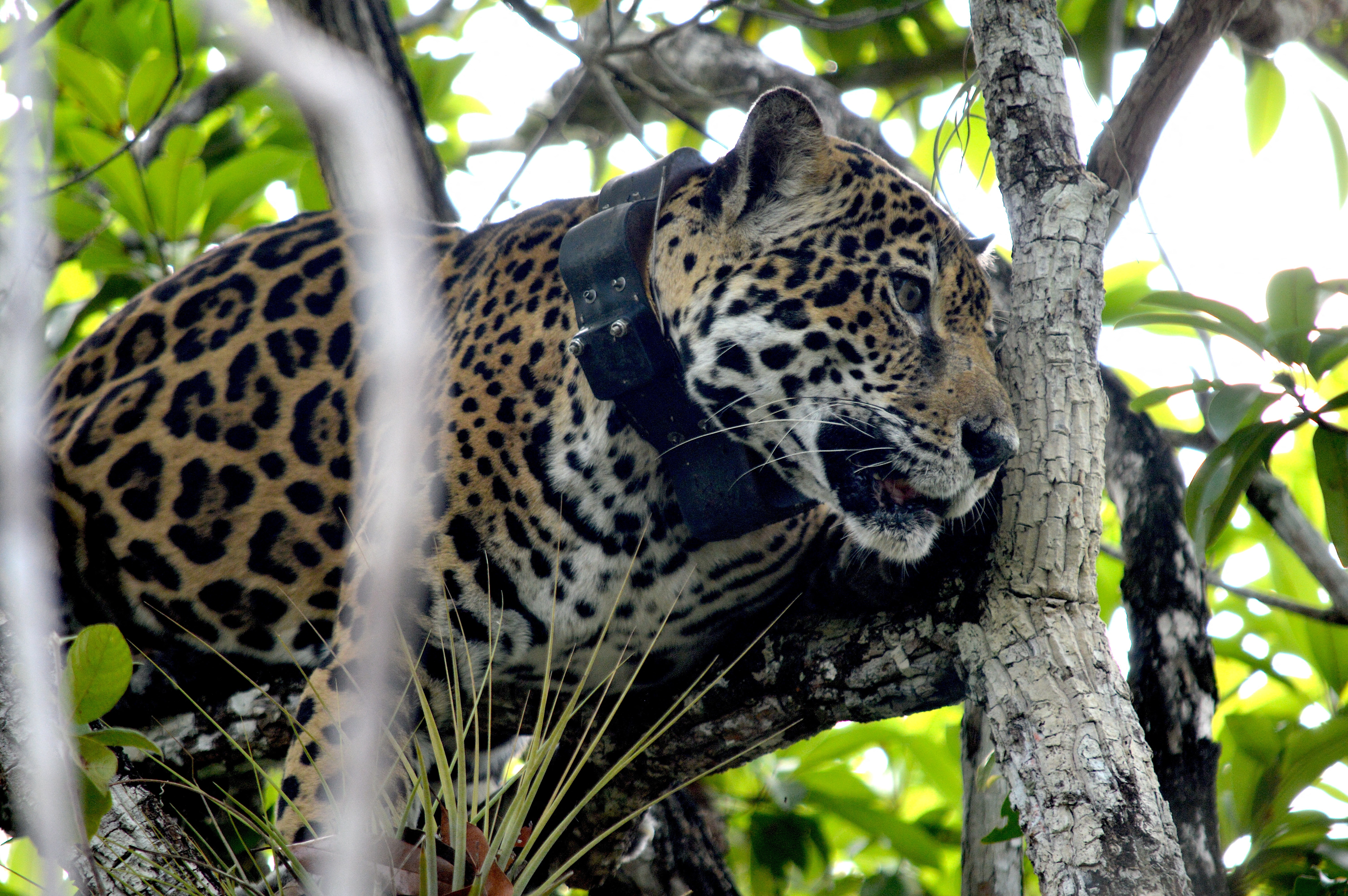 Mexico's jaguar population is up 30% since 2010, but still at risk