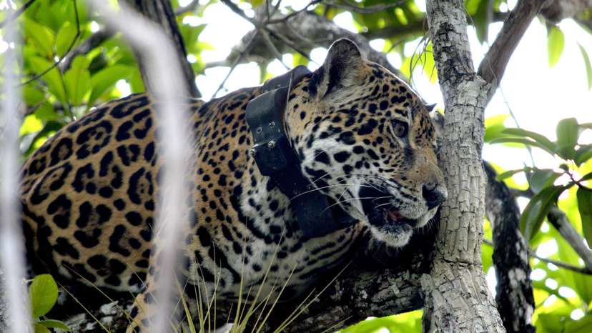 Mexico's jaguar population is up 30% since 2010, but still at risk
