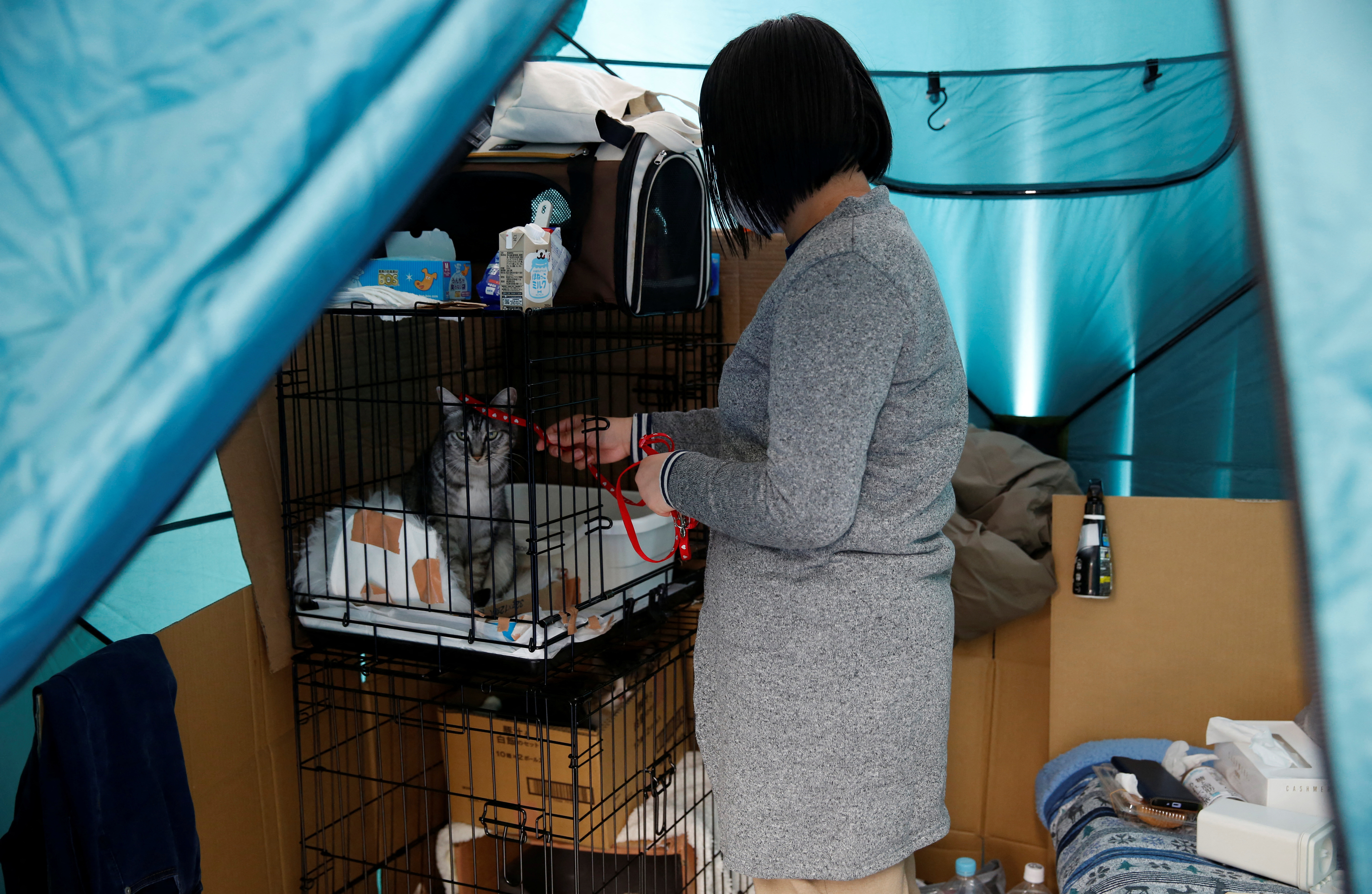 Earthquake evacuee Yoshimi Tomita plays with her cat Raito after surviving an earthquake that hit on New Year’s Day, at a pet-friendly evacuation centre in Suzu