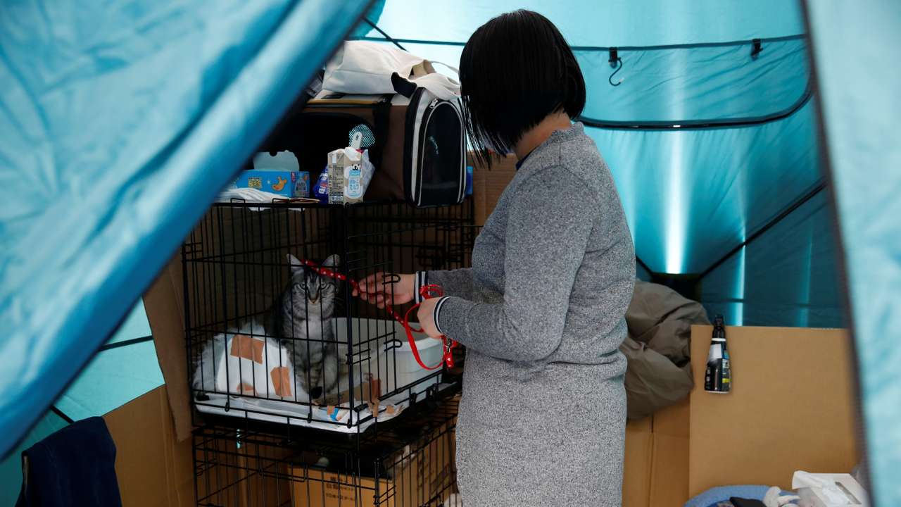 Earthquake evacuee Yoshimi Tomita plays with her cat Raito after surviving an earthquake that hit on New Year’s Day, at a pet-friendly evacuation centre in Suzu