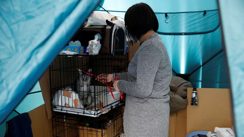 Earthquake evacuee Yoshimi Tomita plays with her cat Raito after surviving an earthquake that hit on New Year’s Day, at a pet-friendly evacuation centre in Suzu