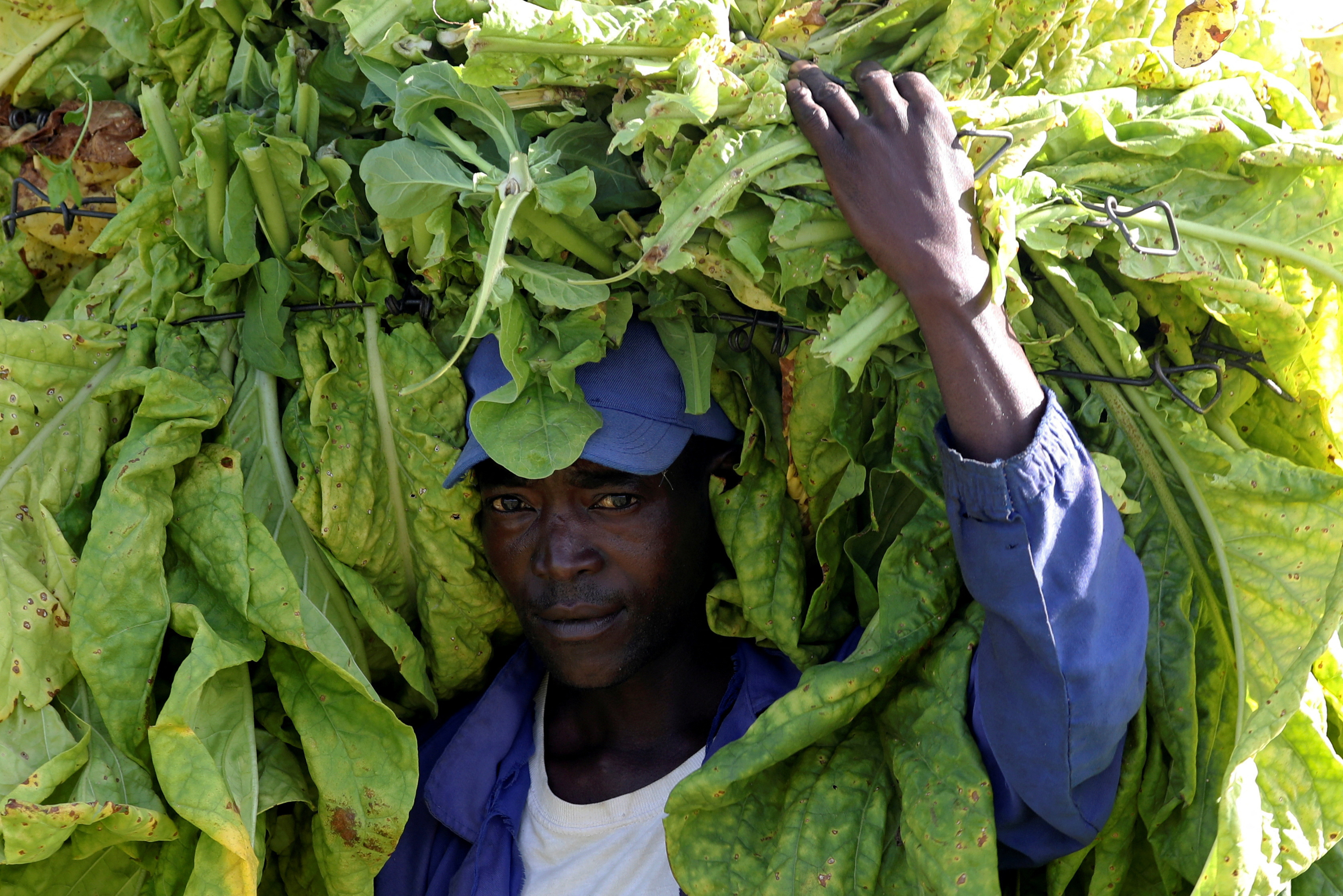 FILE PHOTO: A worker carries a bale of tobacco at a farm outside Harare