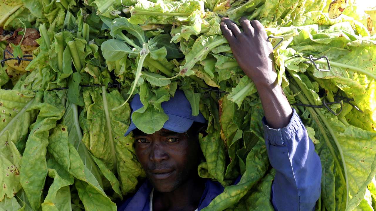 FILE PHOTO: A worker carries a bale of tobacco at a farm outside Harare, Zimbabwe, February 20, 2019. Picture taken February 20, 2019. REUTERS/Mike Hutchings/File Photo