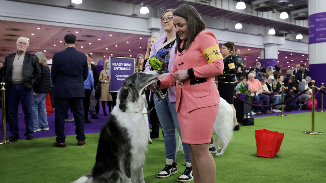 FILE PHOTO: A hair brush is seen during the 149th Annual Westminster Kennel Club Dog Show at the Jacob Javits Convention Center in New York City