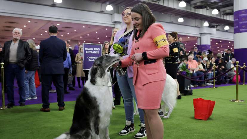 FILE PHOTO: A hair brush is seen during the 149th Annual Westminster Kennel Club Dog Show at the Jacob Javits Convention Center in New York City