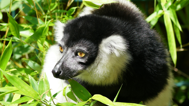 Indri Madagascar